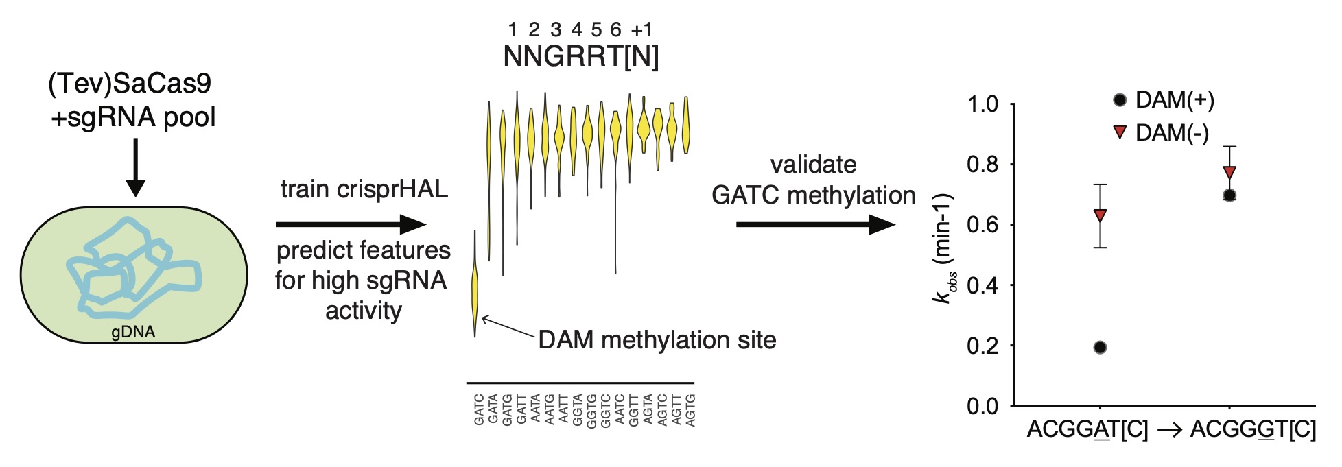 Machine learning reveals sequence and methylation determinants of SaCas9-PAM interactions in bacteria