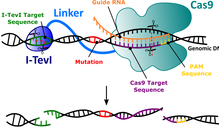 Gene Editing Nucleases