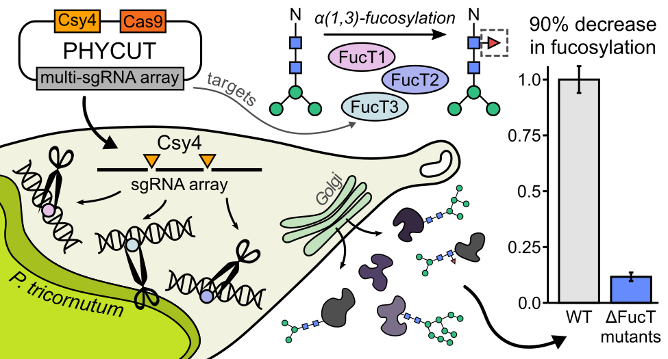 PHYCUT: Scalable Multiplex CRISPR/Cas9 editing for Genome Engineering in the Diatom Phaeodactylum tricornutum